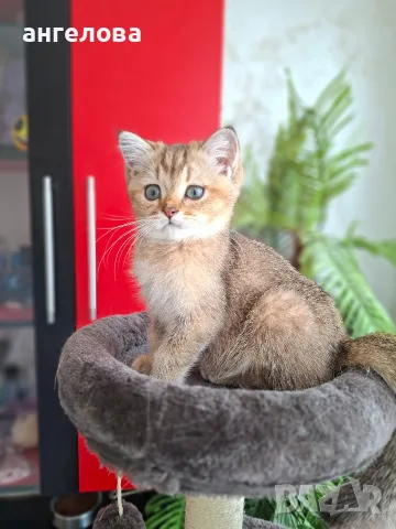 Британски и Шотландски котенца, снимка 4 - Британска късокосместа - 55503983