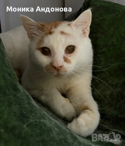 Сляпо мъжко коте си търси дом