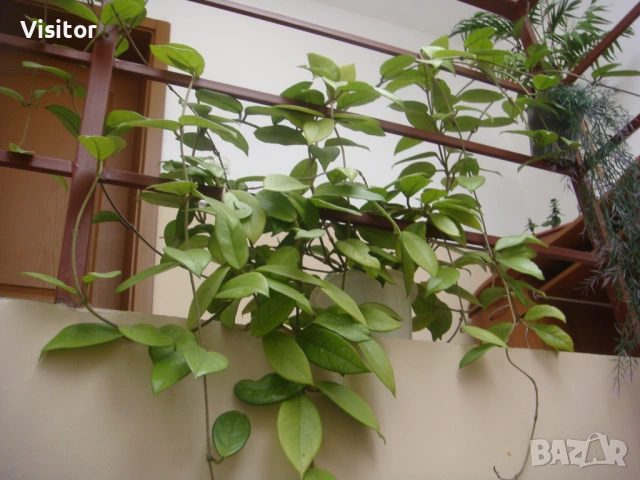 Sony Cyber-shot DSC-T200 , снимка 13 - Фотоапарати - 53957143