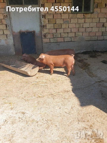 Прасе Дюрок, снимка 5 - Прасета - 54120276