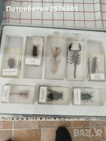 Буболечки и чудновати животинки , снимка 4 - Специализирана литература - 54082643