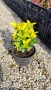 Евонимус Ауреа, Euonymus Japonica Aurea, снимка 7