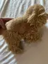 Плюшена играчка кокер шпаньол, снимка 2