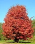 Персийско желязно дърво - Parrotia persica, снимка 6