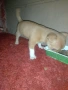 малки кутрета пинчер чихуахуа , снимка 3