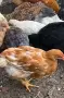 Пилета от домашни кокошки, снимка 2