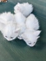 Котки, снимка 2