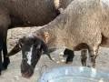 Продавам 5 овце варна, снимка 2