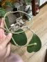 Hoya Хоя Kerrii , снимка 1