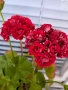 Мушкато (Red-Sibil-розичка), снимка 1