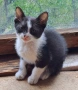 Подарявам котенце!, снимка 4