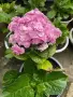 Hydrangea macrophylla ‘Love’ (Хортензия ‘Love’), снимка 1