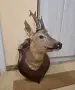 Ловен трофей на сръндак, снимка 1