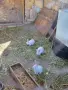продавам калифорнийски зайци, снимка 14