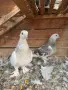 Продавам чифт турски , снимка 1