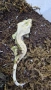 Ресничести гекони / crested gecko / correlophus ciliatus, снимка 4