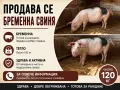 Продавам заплодени прасета, снимка 2