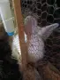 Продавам зайци., снимка 1
