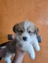 Уелско Корги , снимка 1