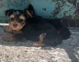 Йоркширски териер кученца, снимка 3