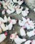 Продавам пиленца и кокошки, снимка 4