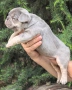 Френски булдог/French Bulldog , снимка 2