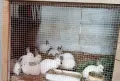 Калифорнийски зайчета, снимка 4