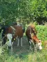 Продавам крави и телета с. Брест област Плевен, снимка 16