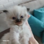 Коте Регдол, снимка 6