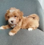 Shih poo/Mini poodle , снимка 5