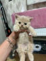 Продават се британчета, снимка 3