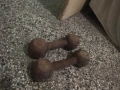 Гири, снимка 3