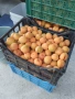 Продавам кайсии за компот , снимка 5