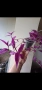 Традесканция, tradescantia Pink Paradise, снимка 3