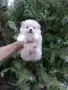 Померани. Реални снимки от 19.07.26 г. , снимка 3