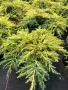 Juniperus ‘Gold Star’ (Хвойна ‘Gold Star’), снимка 2