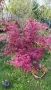 Японски Клен, Аcer palmatum Аtropurpureum, снимка 3