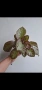 Еписция, episcia Jim's rose garden, снимка 2