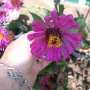 Цвете  Циния /15 броя, снимка 6