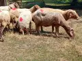 овце и коч аваси , снимка 7