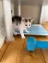 Ангорско Котенце + Доставка 50 евро, снимка 11
