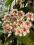 Hoya Хоя Caudata Green Borneo , снимка 5