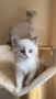 Регдол чистокръвни котета / Ragdoll, снимка 5