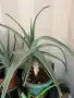 Продавам Алое Вера (Aloe Vera) , снимка 3