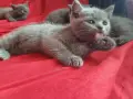 Британски сини късокосмести котенца търсят своите нови домове, снимка 4
