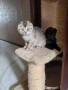 Шотландски клепоухи, снимка 3