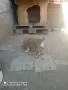 Свободни две женски , снимка 6