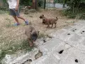Белгийски овчарки, малиноа , снимка 4