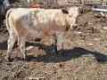 Продавам крави, юници и телета, снимка 13