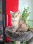 Британски и Шотландски котенца, снимка 4